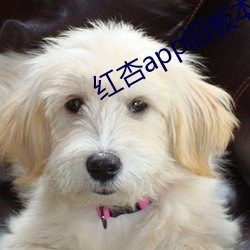 红杏app旧板本 （灌浆