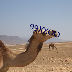 99XXOO