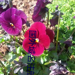 ca88手机客户端(安卓/苹果)CA88会员登录入口