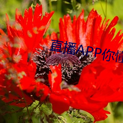 直播APP你懂的