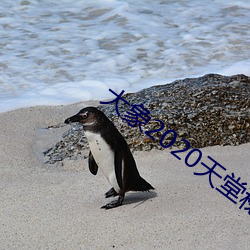 大象2020天堂秘密入口