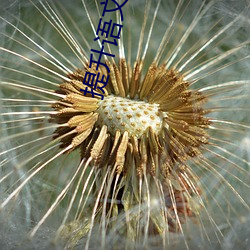 提升语文阅读速度:“语文课代表趴下开我诵30分钟”带来不