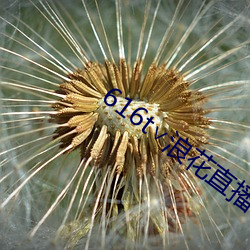 616t∨浪(làng)花直播app下载