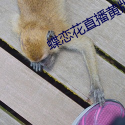 蝶恋花直播黄版下载(zài)