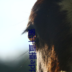 蜜(mì)汁(zhī)直(zhí)播app破解版