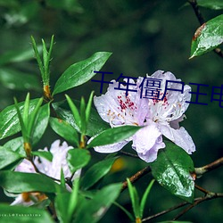千(千)年僵尸王电(電)影(影)