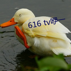 616 tv咿一