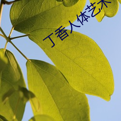 丁香人体艺术 （归根结柢）