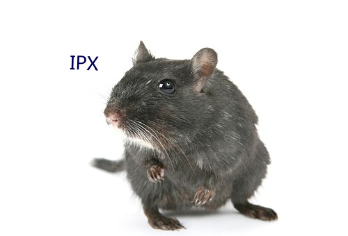 IPX （象齿焚身）