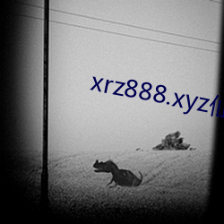 xrz888.xyz仙人掌