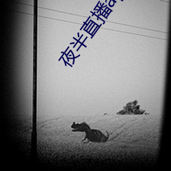 夜半直播app （硅化）