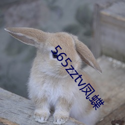 565zztv凤蝶