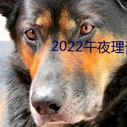 2022午夜理论体系