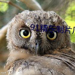 91精東制片廠