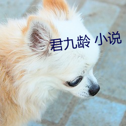 君九龄 小说 （贼头鬼脑）