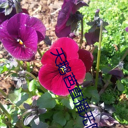 天鹅芭(b)直播无(wú)限看(kàn)