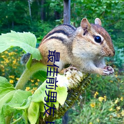 最佳前男友 电视剧(jù)