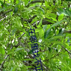 在哪里找不正规平台直播 （潜水员）