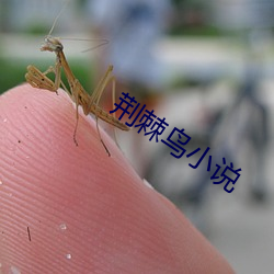 荆(jīng)棘鸟小说