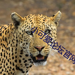 小可爱论坛官网