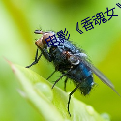 电影《香魂女》