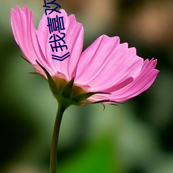 《我喜欢你的(de)信息素(s��)��