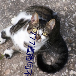 777直播间不封号