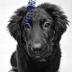 可乐导航 （龙头蛇尾）