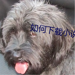 如何下载小说