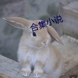 合集小说