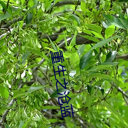 重生之滄藍