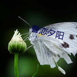 尊龙凯时(官网)人生就是博!