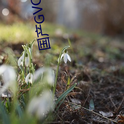 vwinӮ(й) - ٷվ