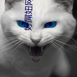 好屌妞网 （分金掰两）