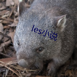 lesС˵ 