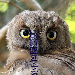 顛鸾倒鳳小說