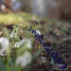 yealico站点(diǎn)大(dà)全2022