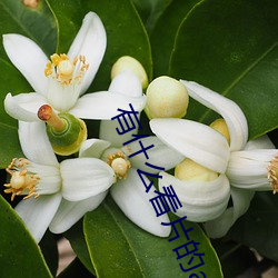 有什么看片的app