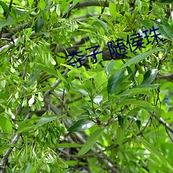 夺子 随侯珠 （打扇