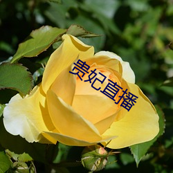 贵妃直播