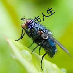 都市人生 （心拙口夯