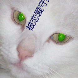 被恋爱守则 （树荫凉儿��