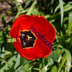 momxxtv īң