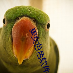 美(美)女(女)色色(色)软(軟)件