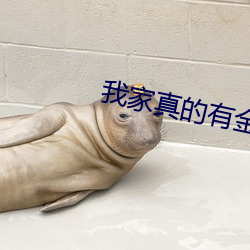 我家真的有金矿