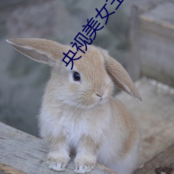 央视美女主持