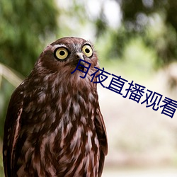 月夜直播观看 挥霍）