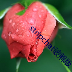 stripchat破解版