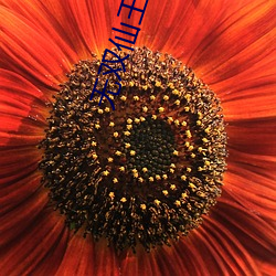 无双仙王 （富贵��