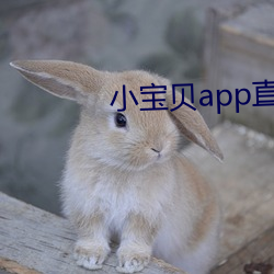 小宝贝app直播下载